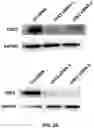 Fig. 04 - Sulfonylamide compounds as CDK2 inhibitors