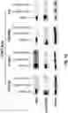 Fig. 11 - Sulfonylamide compounds as CDK2 inhibitors