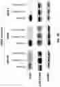 Fig. 12 - Sulfonylamide compounds as CDK2 inhibitors