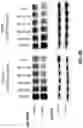 Fig. 14 - Sulfonylamide compounds as CDK2 inhibitors