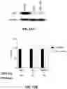 Fig. 19 - Sulfonylamide compounds as CDK2 inhibitors