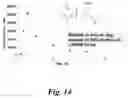 Fig. 15 - Prodrugs of prostate specific membrane antigen (PSMA) inhibitor