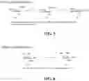 Fig. 05 - Heterobifunctional inhibitors of E-selectin and galectin-3