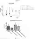Fig. 11 - Uridine nucleoside derivatives, compositions and methods of use
