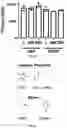 Fig. 07 - Deoxynucleic Guanidines (DNG)- Modified Oligonucleotides and Methods of Synthesizing Deoxynucleic Guanidine Strands