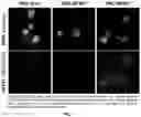 Fig. 20 - Deoxynucleic Guanidines (DNG)- Modified Oligonucleotides and Methods of Synthesizing Deoxynucleic Guanidine Strands