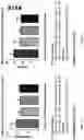 Fig. 26 - Deoxynucleic Guanidines (DNG)- Modified Oligonucleotides and Methods of Synthesizing Deoxynucleic Guanidine Strands