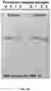Fig. 28 - Deoxynucleic Guanidines (DNG)- Modified Oligonucleotides and Methods of Synthesizing Deoxynucleic Guanidine Strands