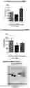 Fig. 46 - Deoxynucleic Guanidines (DNG)- Modified Oligonucleotides and Methods of Synthesizing Deoxynucleic Guanidine Strands