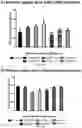 Fig. 49 - Deoxynucleic Guanidines (DNG)- Modified Oligonucleotides and Methods of Synthesizing Deoxynucleic Guanidine Strands