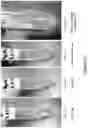 Fig. 12 - SELF-ASSEMBLING PEPTIDE COMPOSITIONS