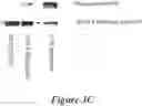 Fig. 07 - Peptide conjugates