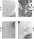 Fig. 09 - PEPTIDE INHIBITORS OF PHOSPHOGLYCERATE MUTASE AND METHODS OF USE