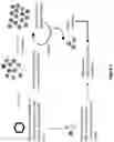 Fig. 02 - Methods and compositions for antibody-evading virus vectors