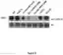 Fig. 07 - Methods and compositions for antibody-evading virus vectors