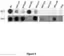 Fig. 10 - Methods and compositions for antibody-evading virus vectors