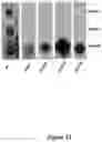 Fig. 12 - Methods and compositions for antibody-evading virus vectors