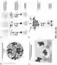 Fig. 13 - Methods and compositions for antibody-evading virus vectors