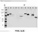 Fig. 02 - OPTIMIZED NUCLEIC ACID MOLECULES