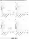 Fig. 05 - OPTIMIZED NUCLEIC ACID MOLECULES