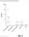 Fig. 06 - OPTIMIZED NUCLEIC ACID MOLECULES