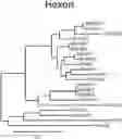 Fig. 01 - Recombinant adenoviruses and uses thereof