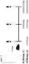 Fig. 106 - Recombinant adenoviruses and uses thereof
