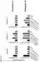 Fig. 108 - Recombinant adenoviruses and uses thereof