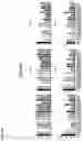 Fig. 15 - Recombinant adenoviruses and uses thereof