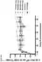 Fig. 86 - Recombinant adenoviruses and uses thereof