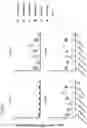 Fig. 95 - Recombinant adenoviruses and uses thereof
