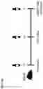 Fig. 97 - Recombinant adenoviruses and uses thereof