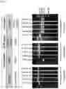 Fig. 07 - HOST CELL FOR PRODUCING A PROTEIN OF INTEREST