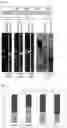 Fig. 08 - HOST CELL FOR PRODUCING A PROTEIN OF INTEREST