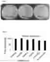 Fig. 08 - ANTIMICROBIAL PEPTIDES