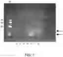 Fig. 02 - Curcumin-peptide conjugates and formulations thereof