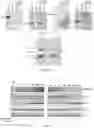 Fig. 04 - MODIFIED IMMUNOMODULATORY PEPTIDE