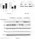 Fig. 08 - MODIFIED IMMUNOMODULATORY PEPTIDE