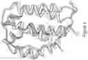 Fig. 02 - IL-10 variant molecules conjugated with antibody variable domain regions