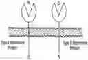 Fig. 01 - TIGIT- and light-based chimeric proteins