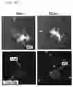 Fig. 04 - TIGIT- and light-based chimeric proteins