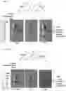 Fig. 05 - TIGIT- and light-based chimeric proteins