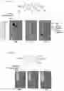 Fig. 12 - TIGIT- and light-based chimeric proteins