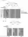 Fig. 19 - TIGIT- and light-based chimeric proteins