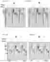 Fig. 41 - TIGIT- and light-based chimeric proteins