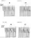 Fig. 43 - TIGIT- and light-based chimeric proteins