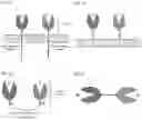 Fig. 02 - NK CELL-DIRECTED CHIMERIC PROTEINS