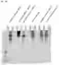 Fig. 23 - NK CELL-DIRECTED CHIMERIC PROTEINS