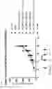 Fig. 24 - NK CELL-DIRECTED CHIMERIC PROTEINS
