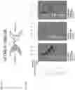 Fig. 29 - NK CELL-DIRECTED CHIMERIC PROTEINS